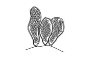 Reproduction asexuelle des algues - endospore