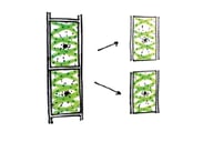 Reproduction asexuelle des algues - fragmentation
