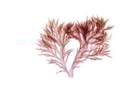 Halymenia sp.