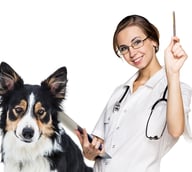 pet sitter
