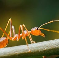 fourmis rouge sur une branche