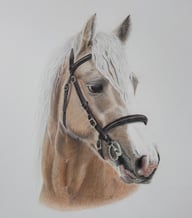 Realistic coloured pencil horse drawing