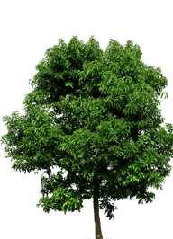 Image of a Tree in Mississauga