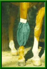 horse socks
