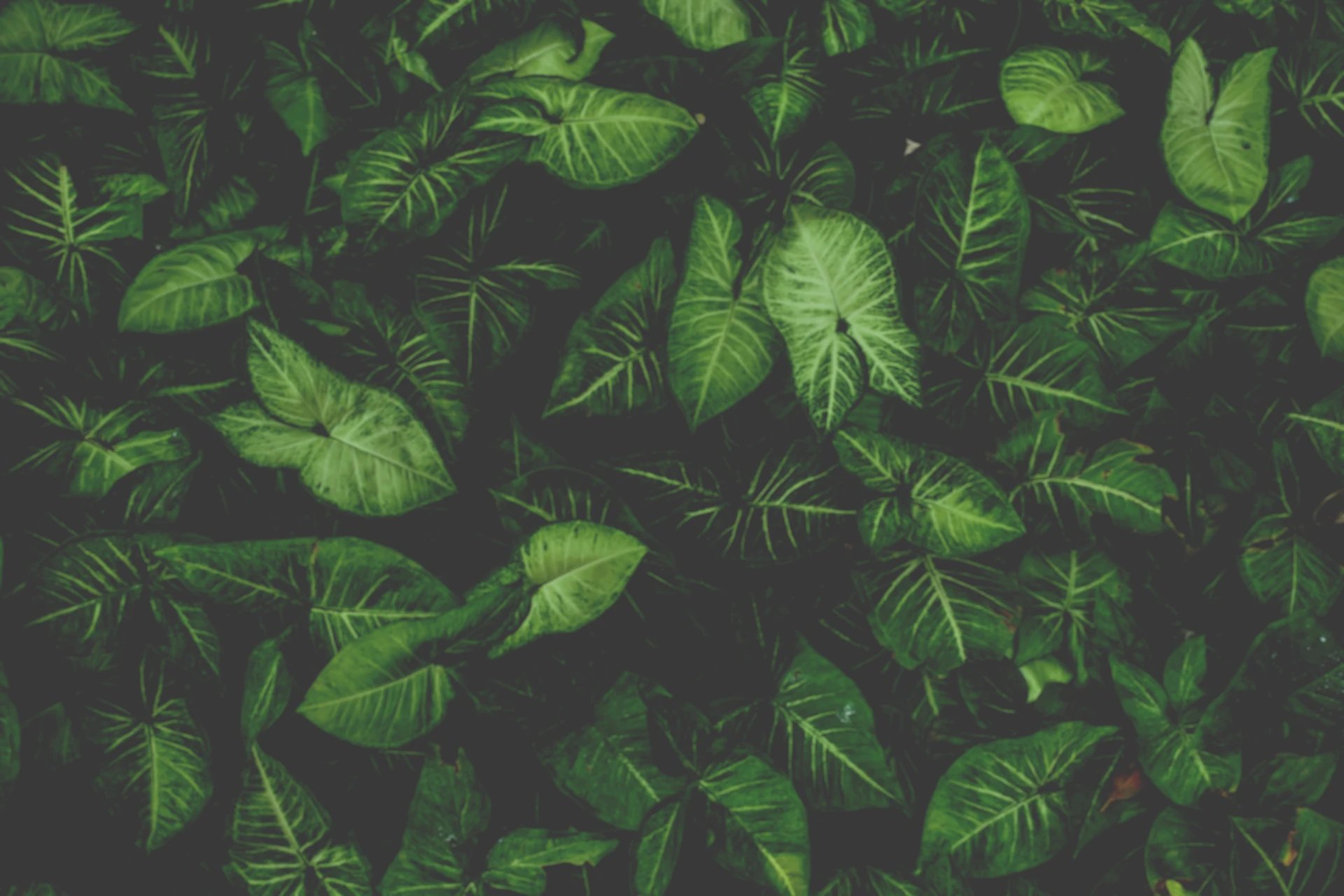 red flowers on green grass field during daytime