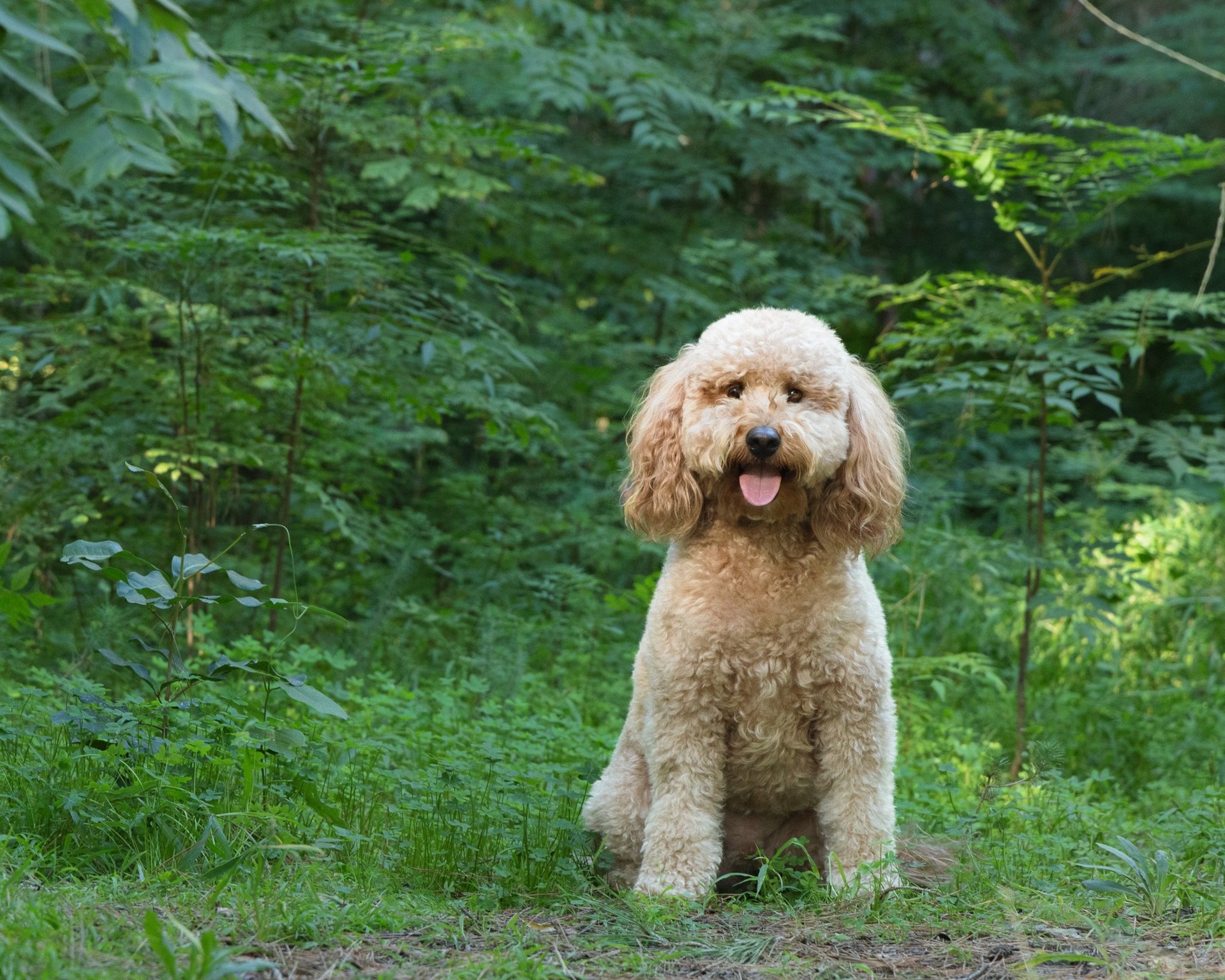 gray computer monitor