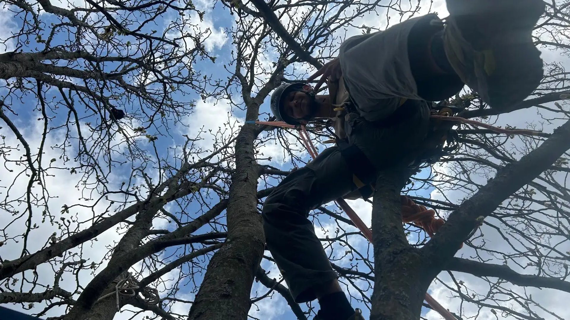 Rémi fait coucou du haut d'un arbre