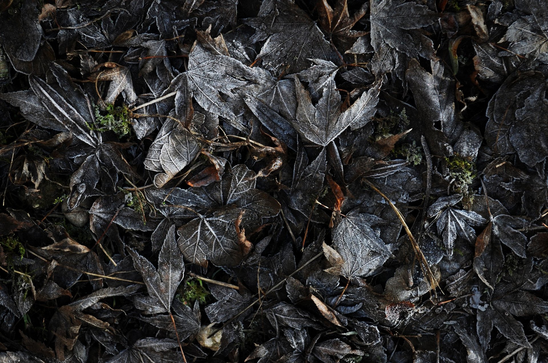 gray computer monitor