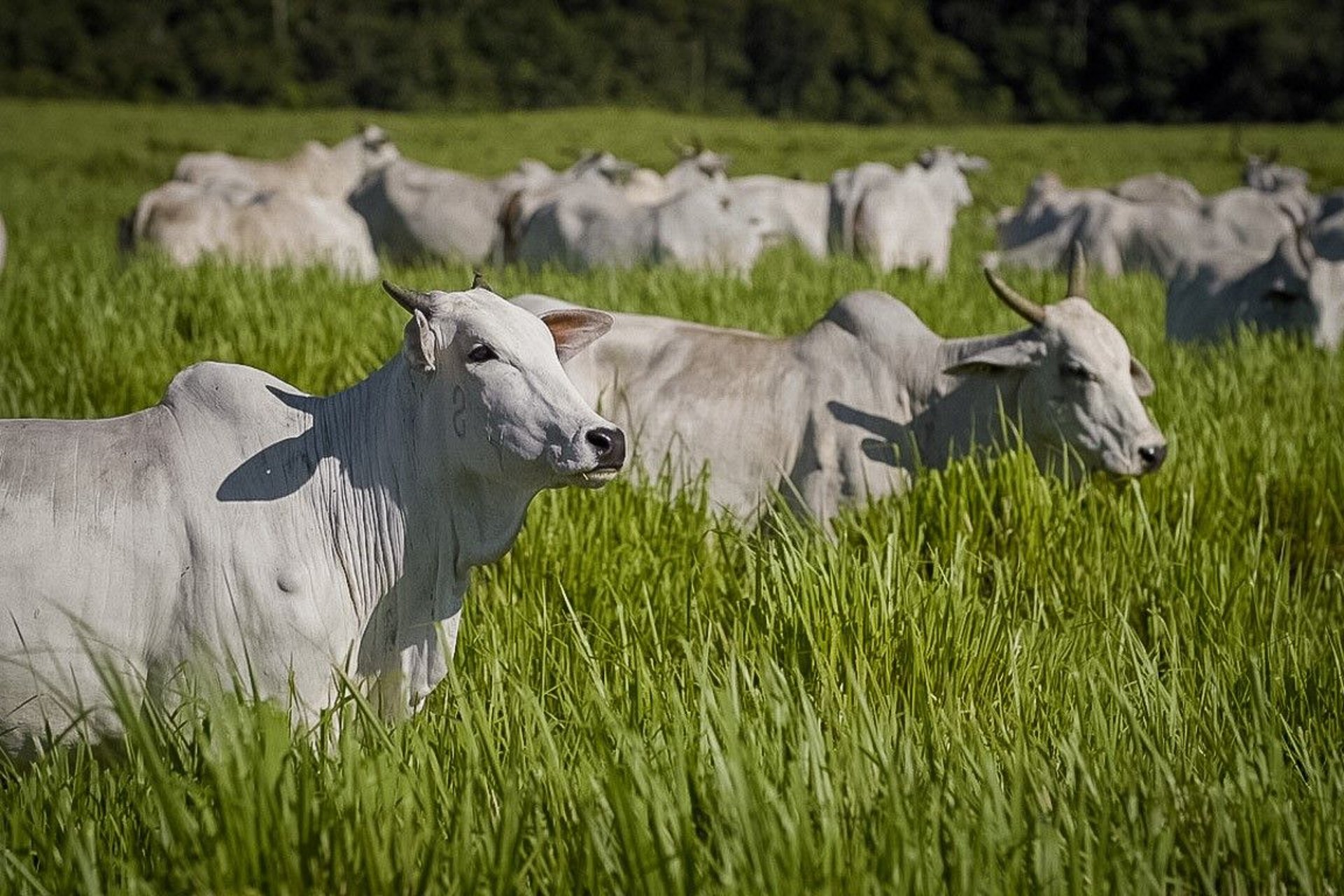 black and brown leather padded tub sofa
