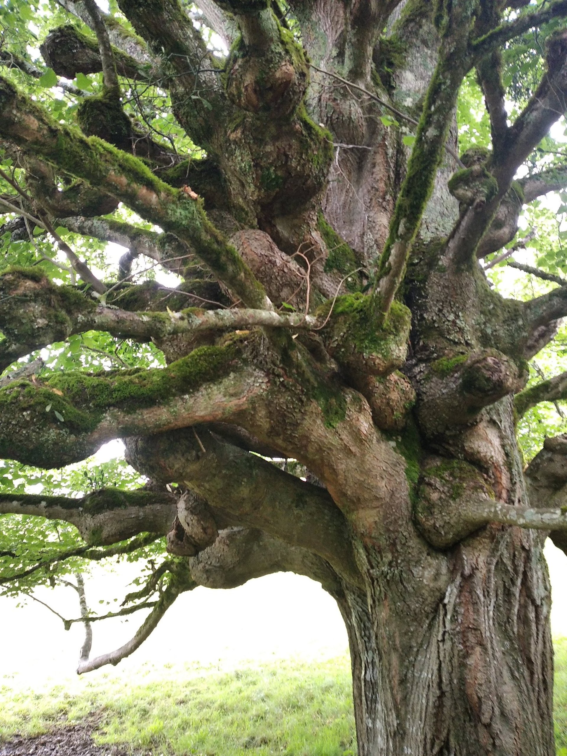 black and brown leather padded tub sofa