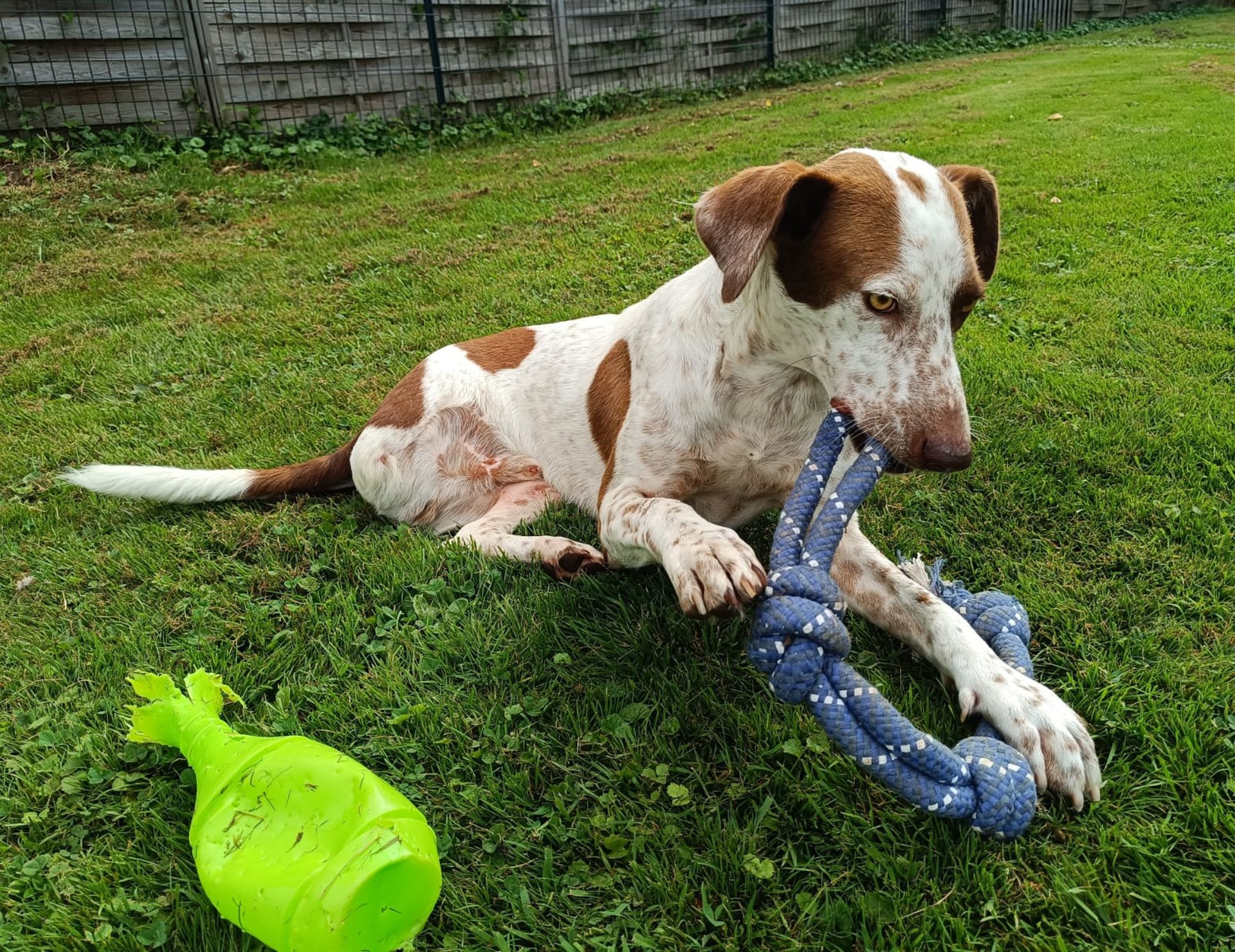 black blue and yellow textile