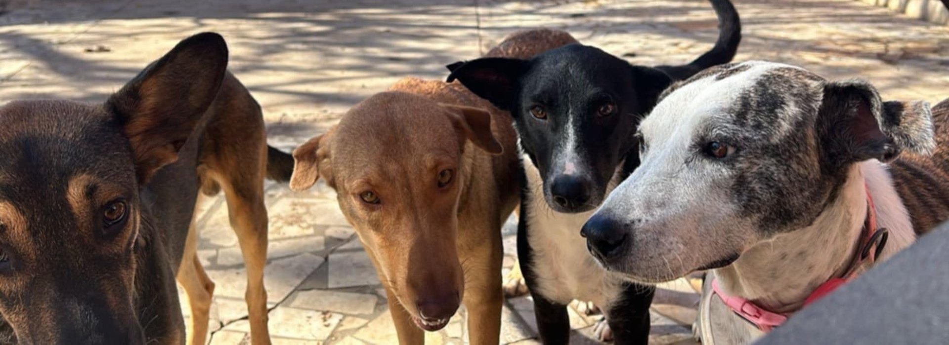 selective focus photography of three brown puppies