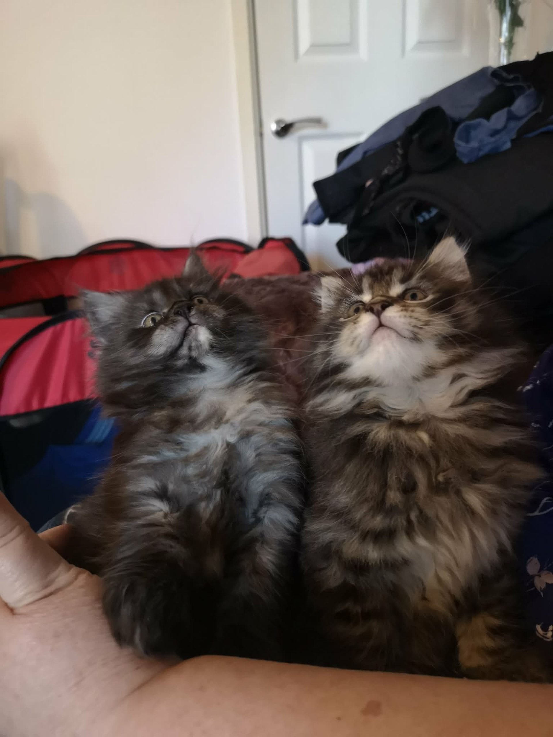 black and white bed linen