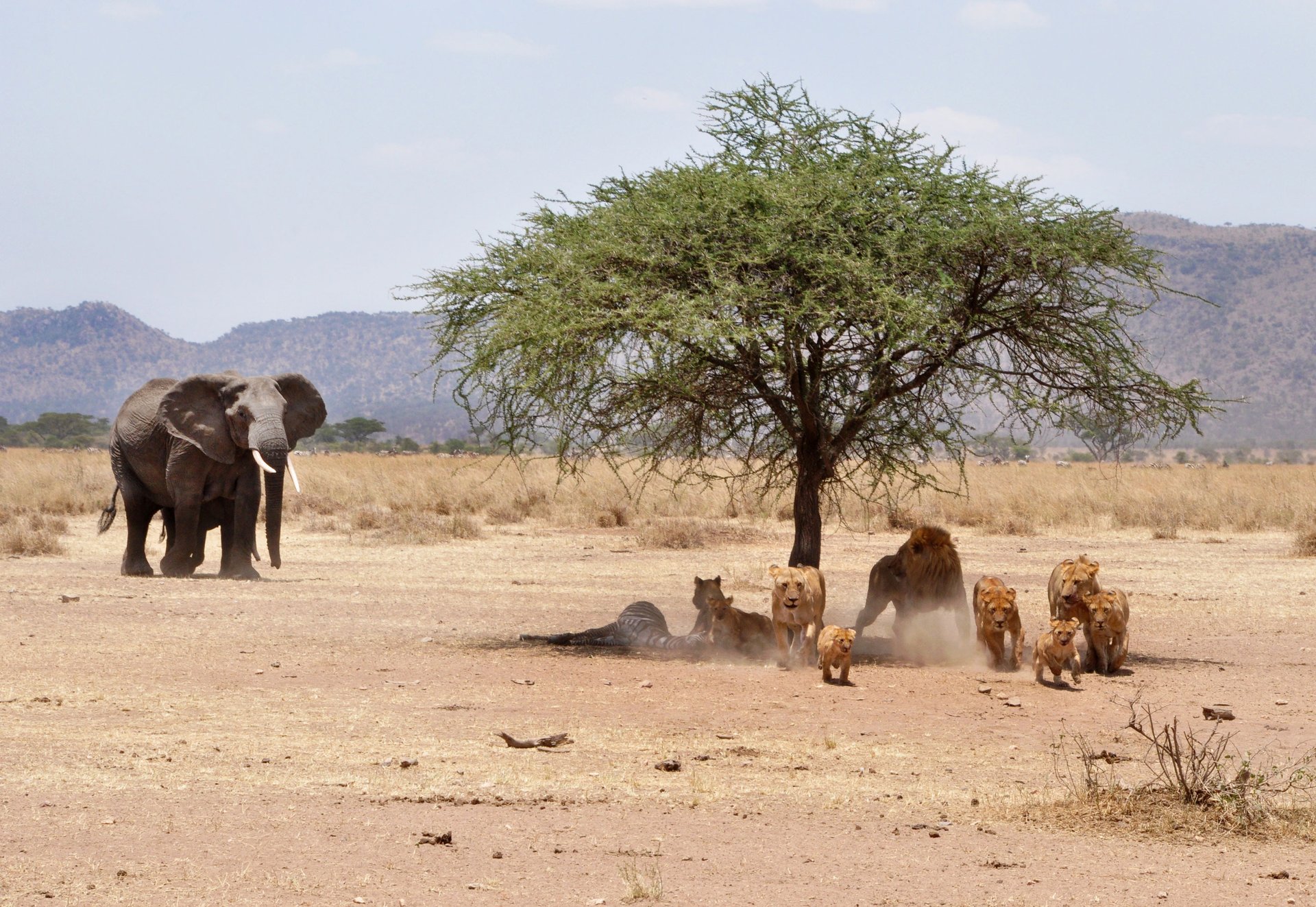 black and white bed linen