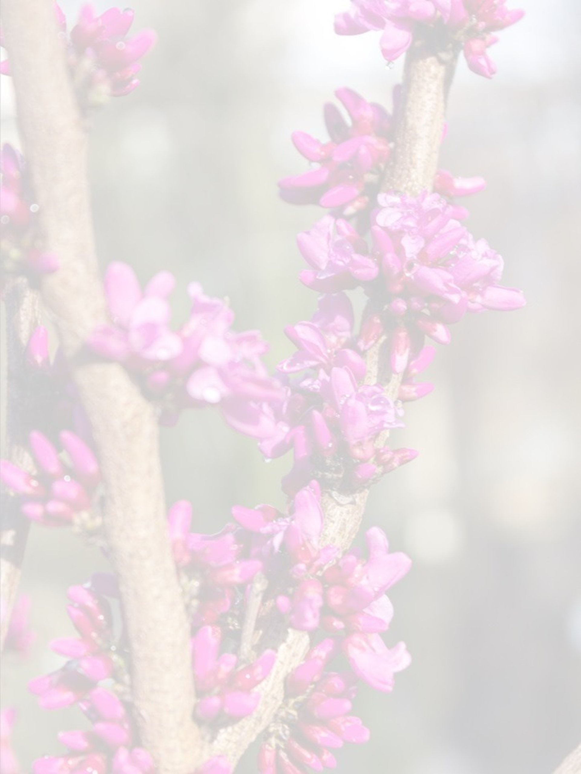 red flowers on brown tree branch during daytime
