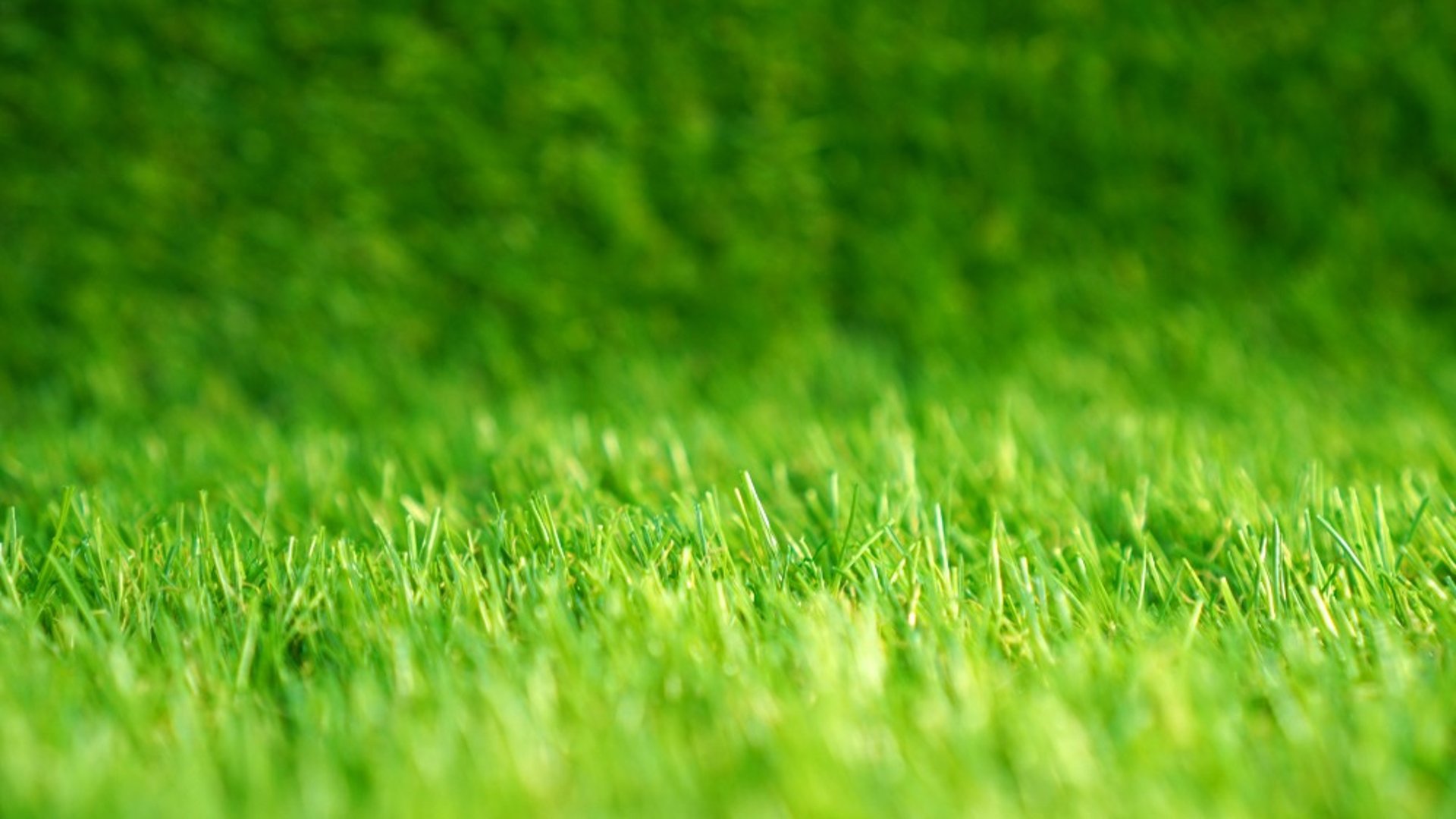 background grass
