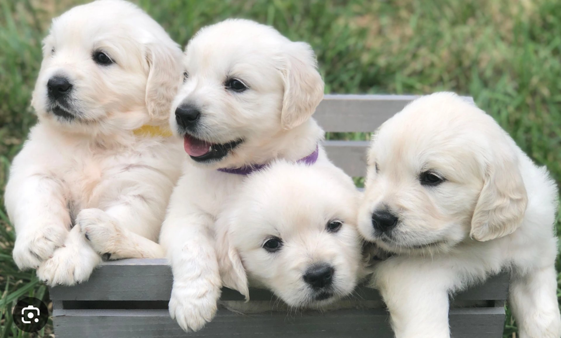 black and brown leather padded tub sofa