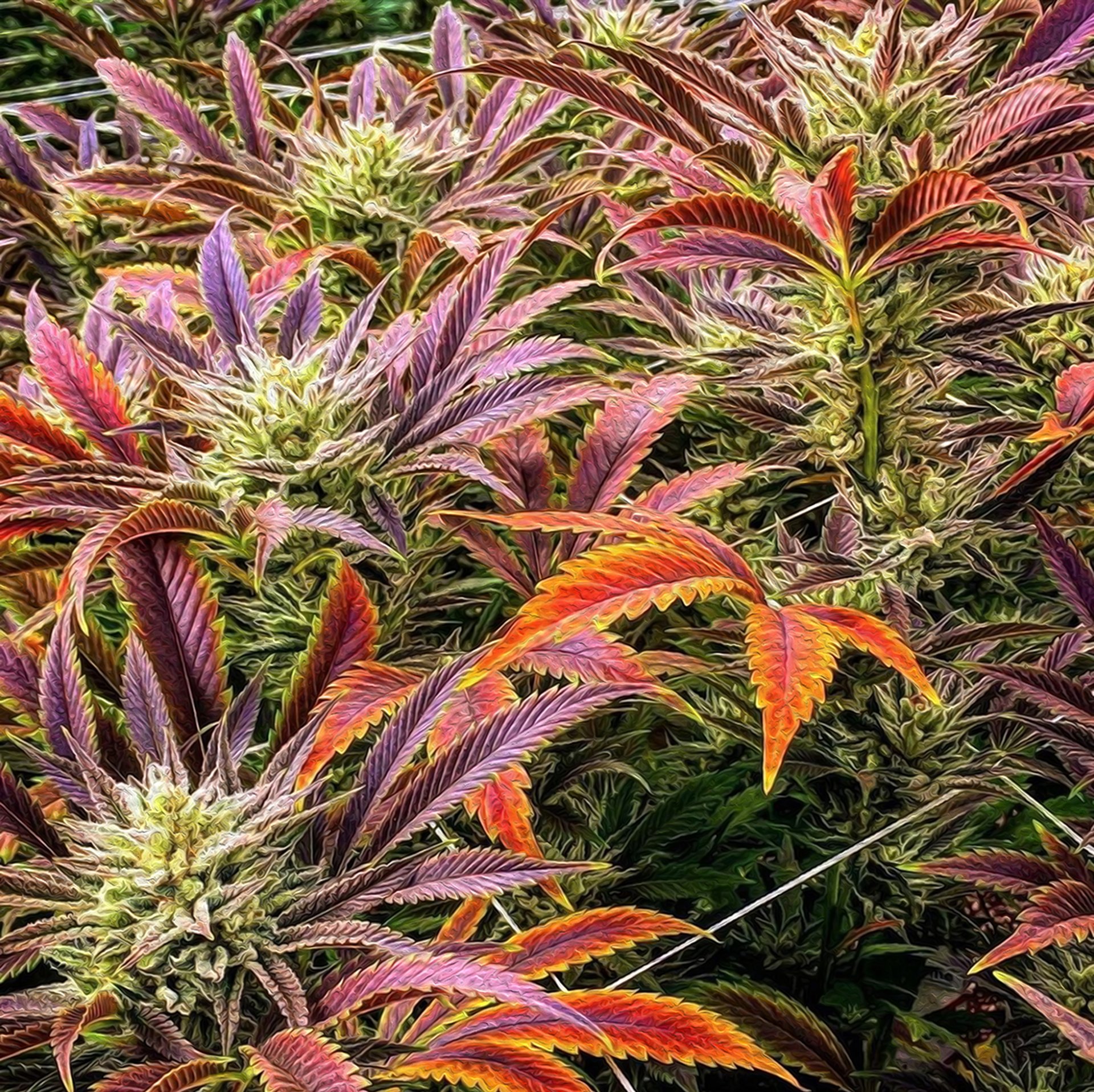 green plant in brown pot