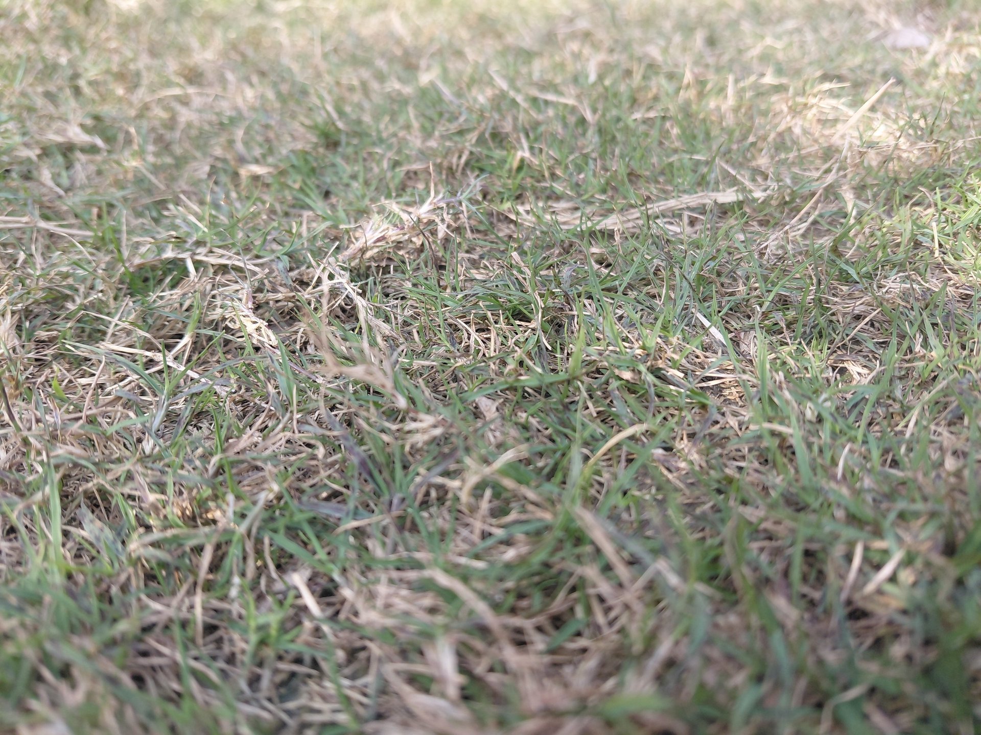 a field of grass with a fence in the background
