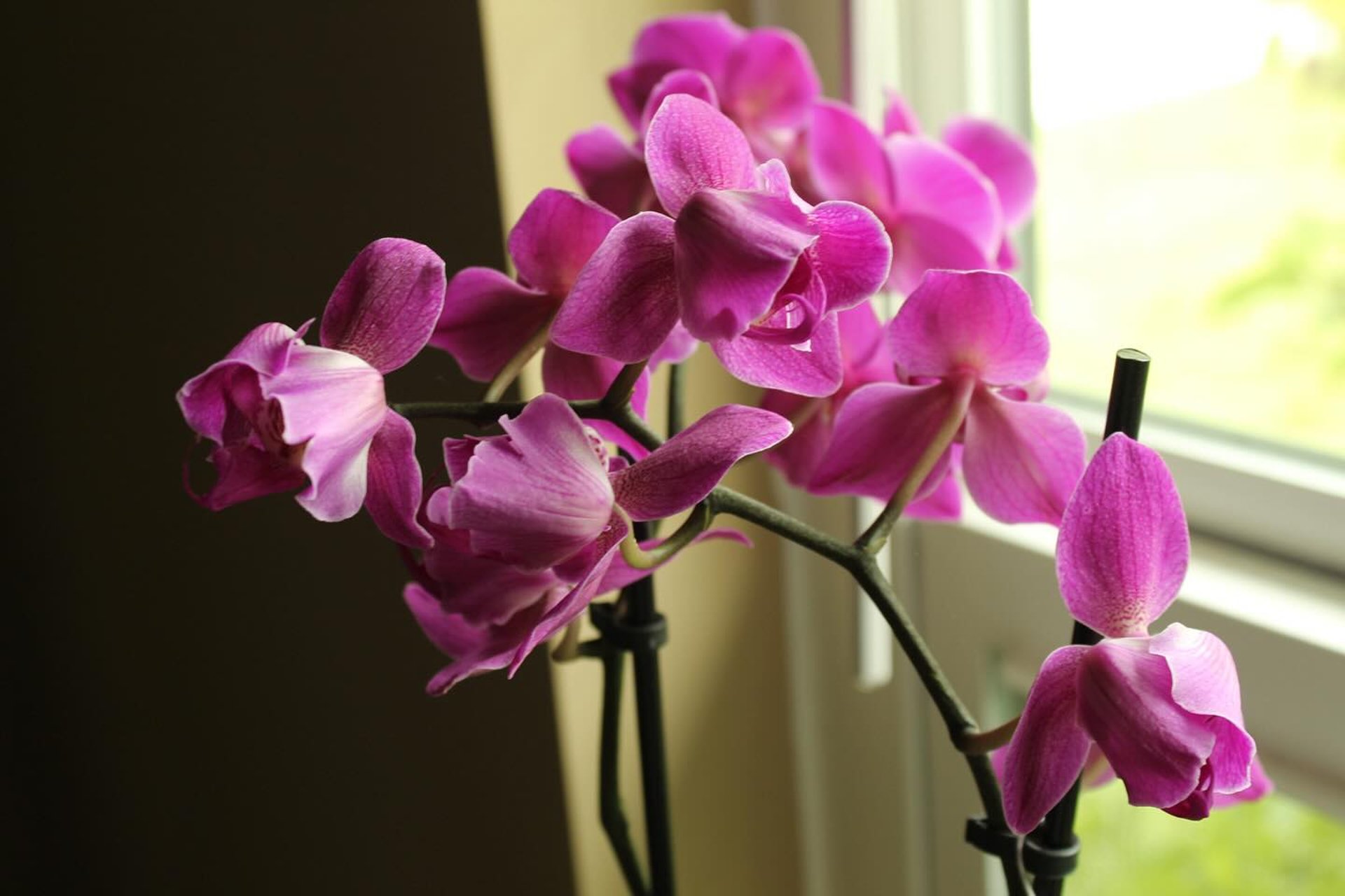 Beautiful Orchids