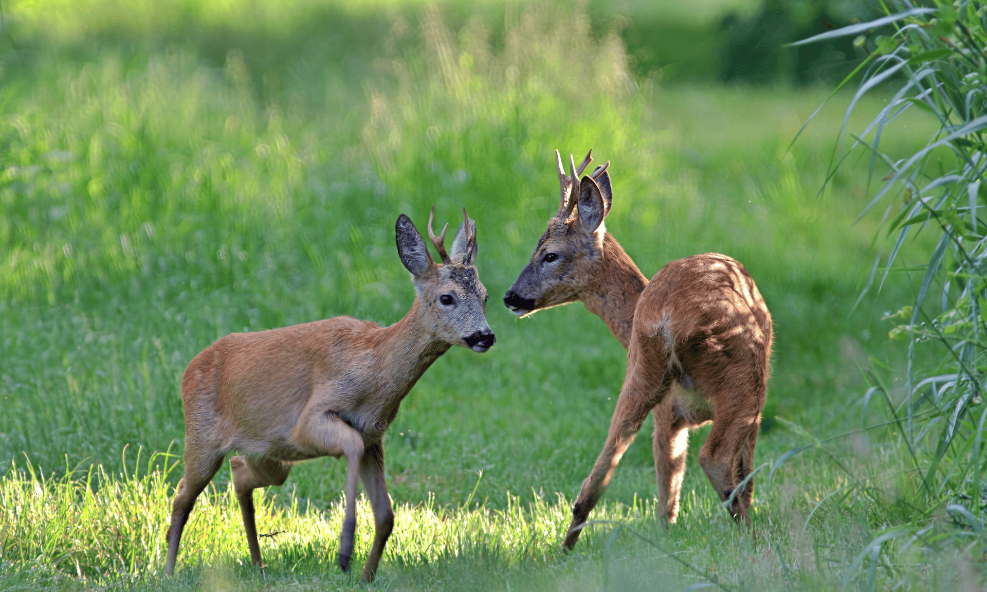 Pest Control in Dorset | Deer Management Dorset