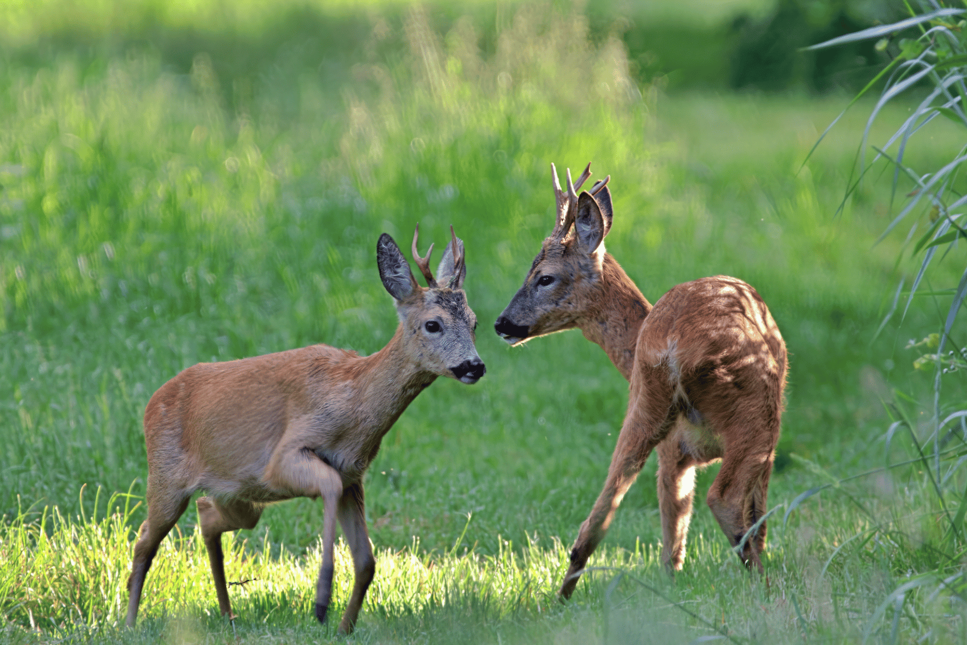 Pest Control in Dorset | Deer Management Dorset