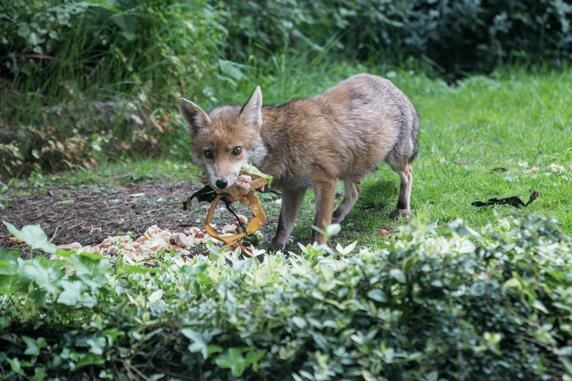 Pest Control in Dorset | Fox Control | Dark Knight Pest Control