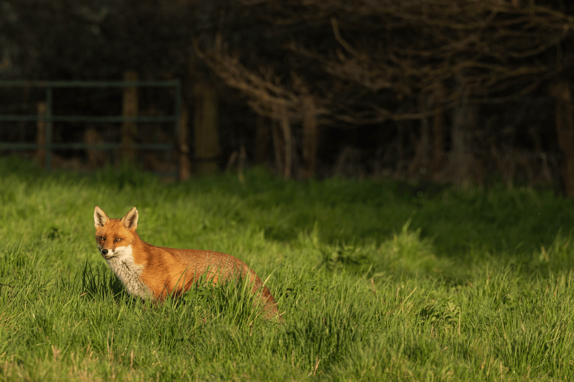 Pest Control in Dorset | Fox Removal Services | Dark Knight Pest Control