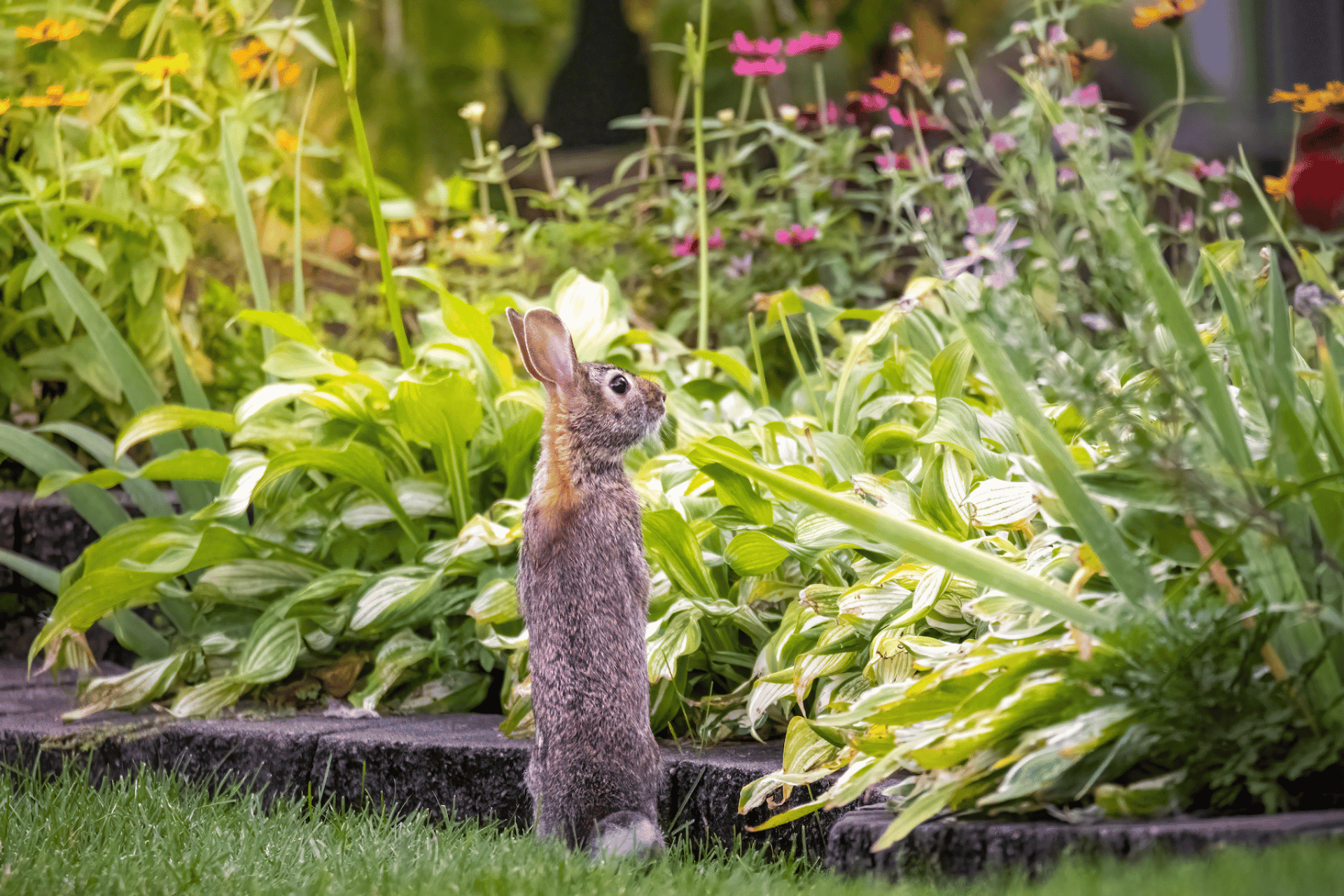 Pest Control in Dorset | Humane Rabbit Control | Dark Knight Pest Control