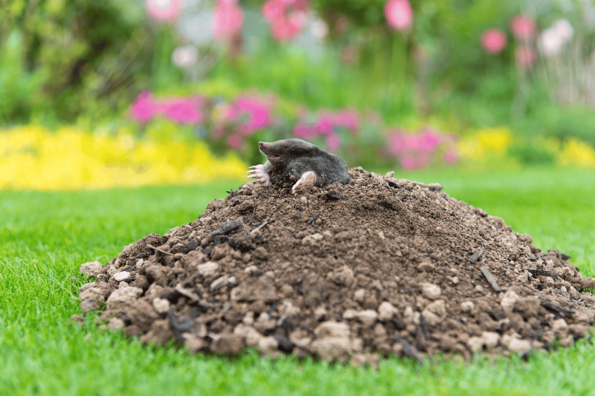 Pest Control in Dorset | Mole Problems Garden | Dark Knight Pest Control