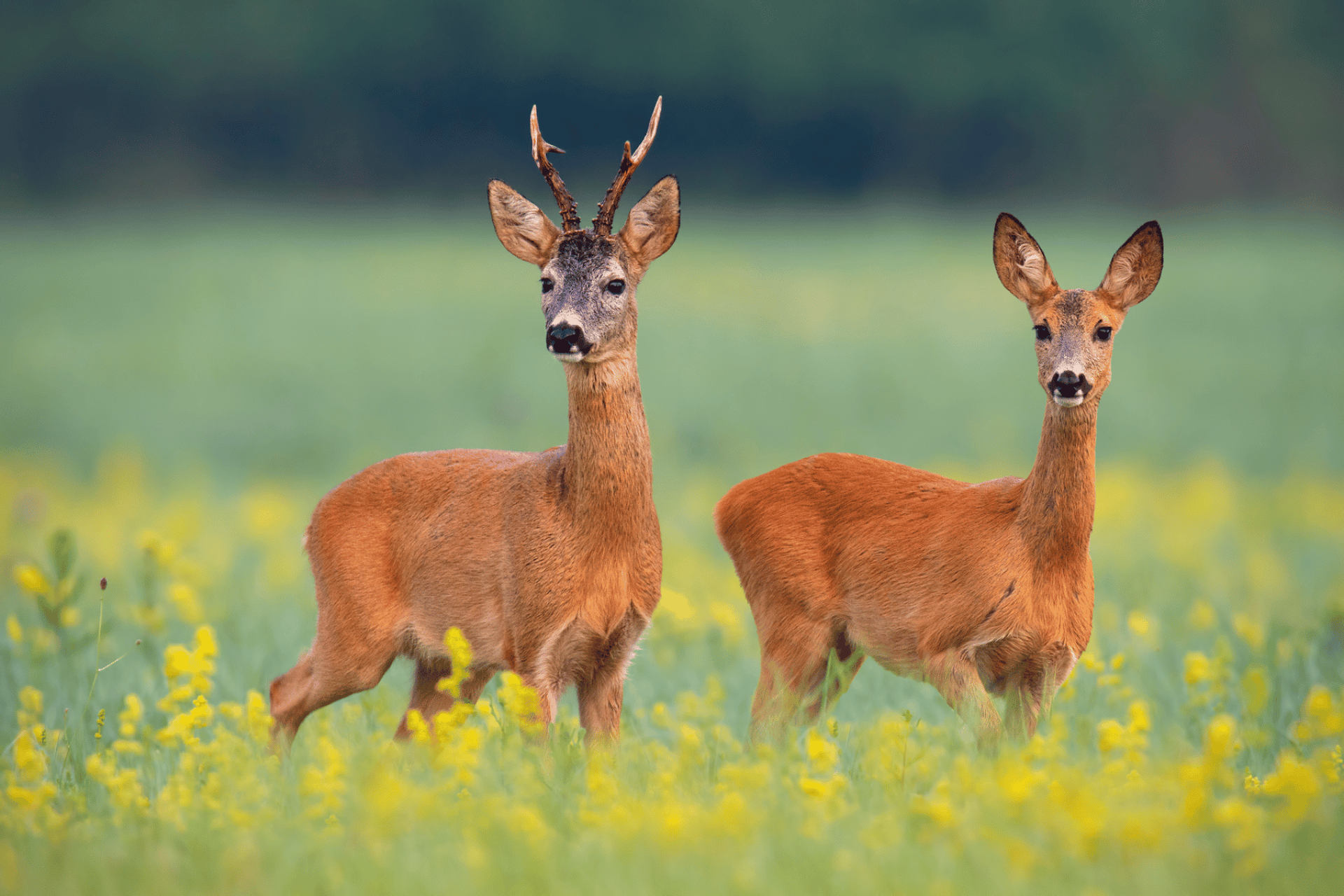 Pest Control in Dorset | Professional Deer Management | Dark Knight Pest Control