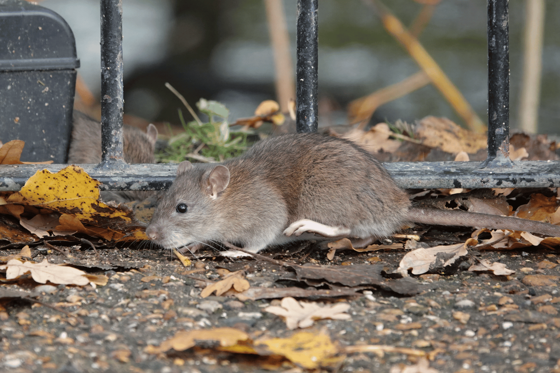 Pest Control in Dorset | Rat and Rodent Control Services | Dark Knight Pest Control