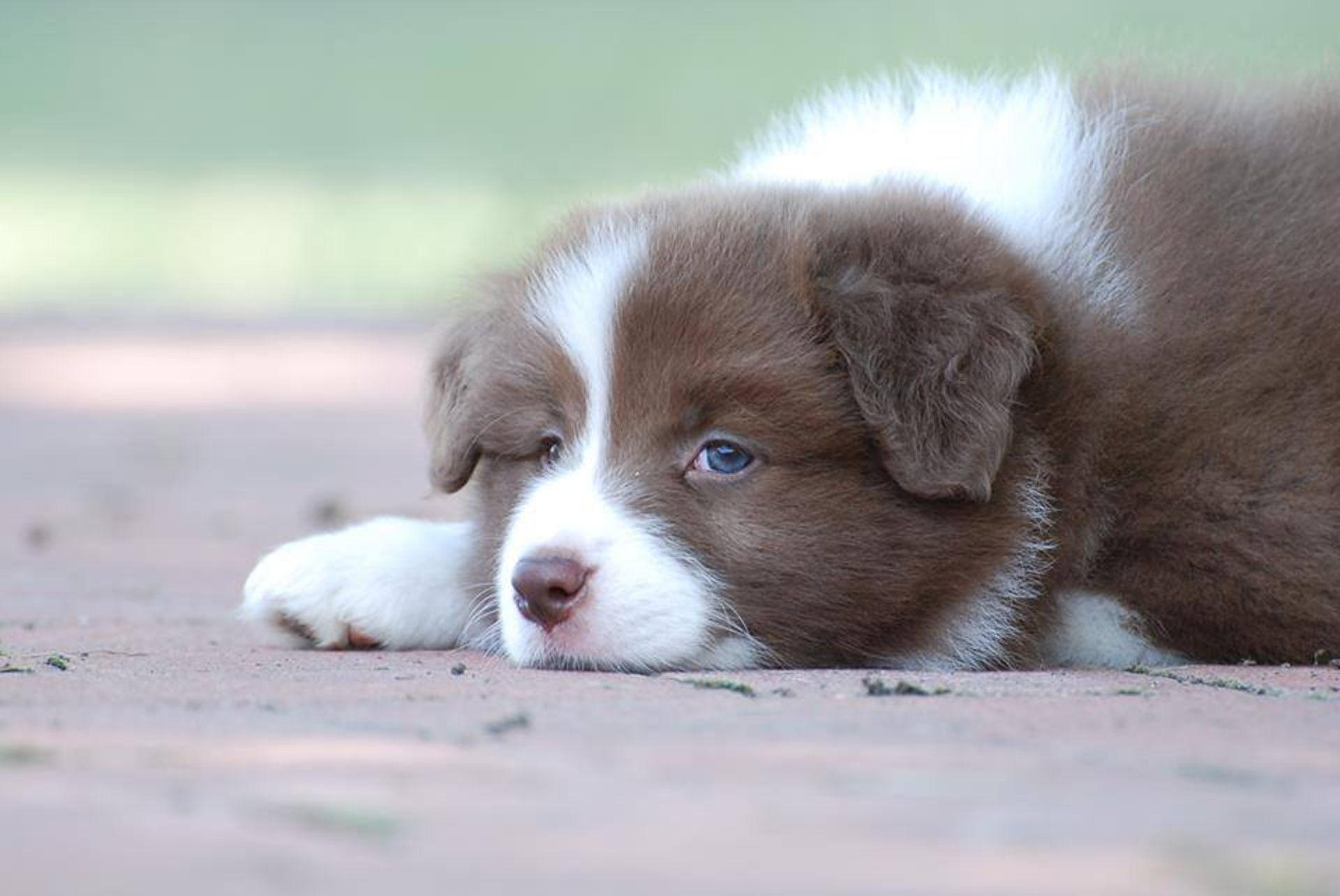 gray computer monitor