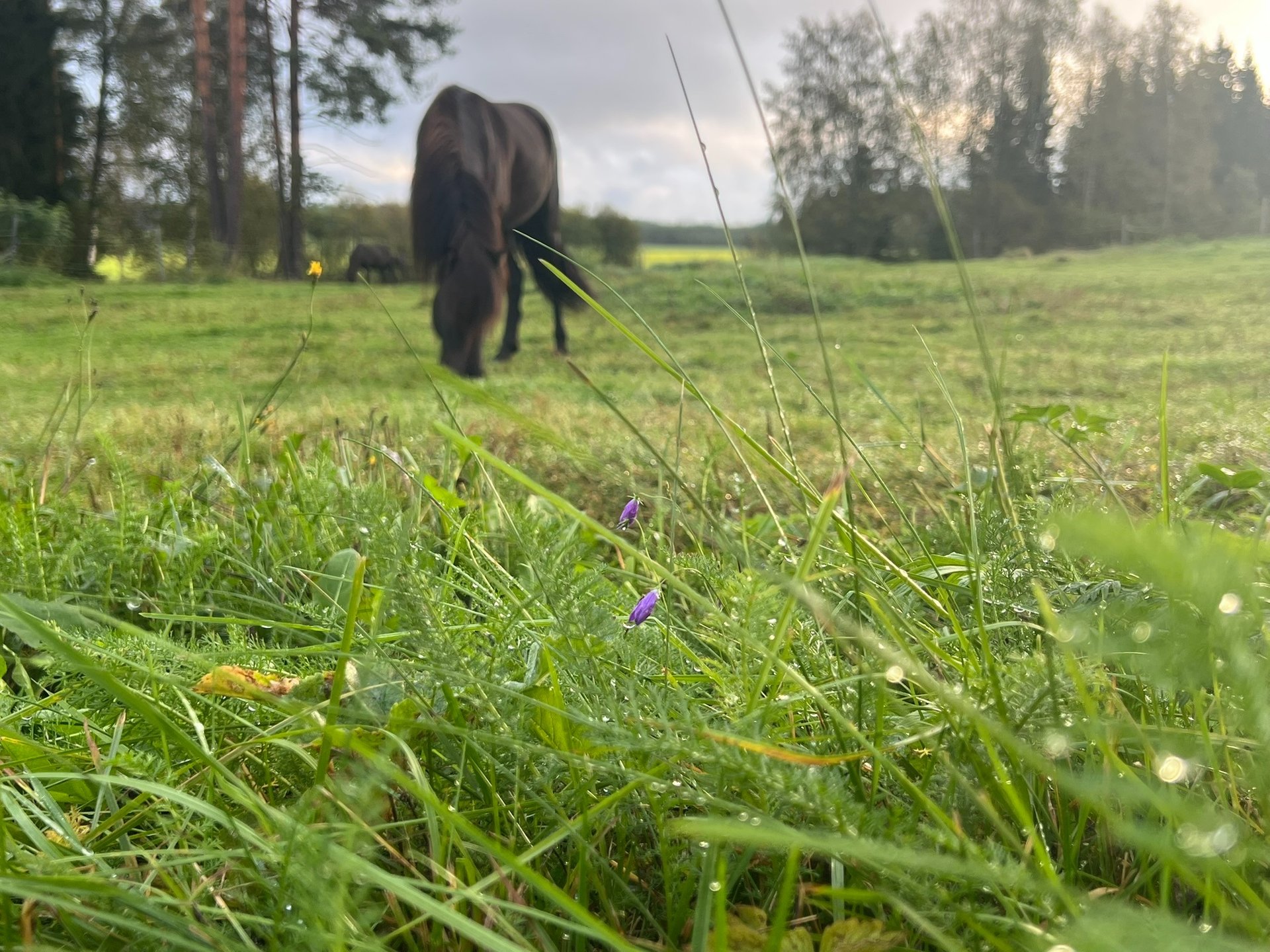 black and white bed linen