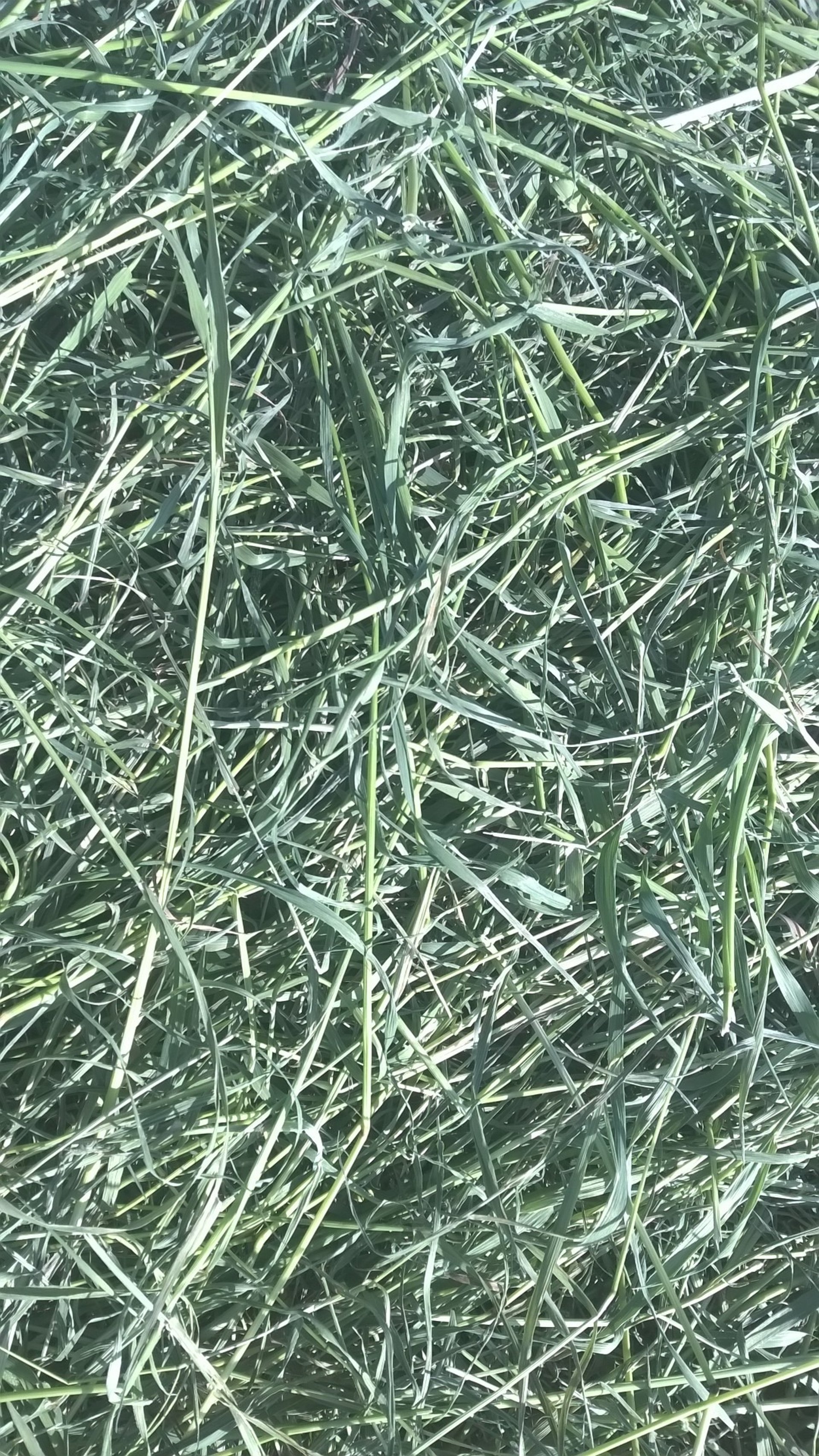 gray computer monitor