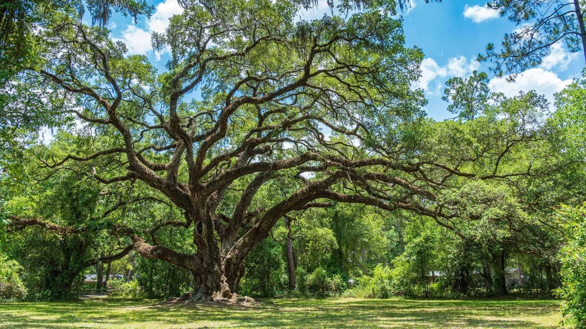 Arborist inspecting large tree