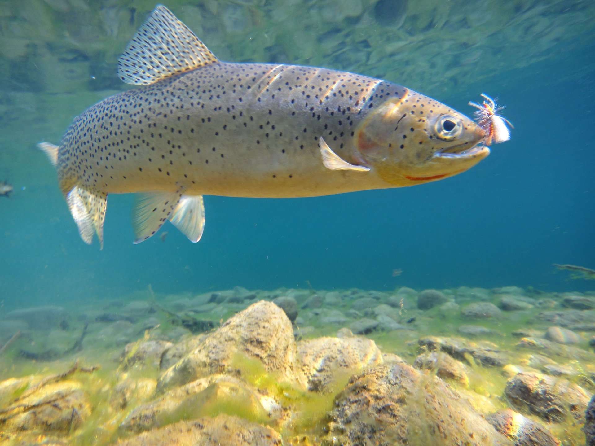 black and brown leather padded tub sofa
