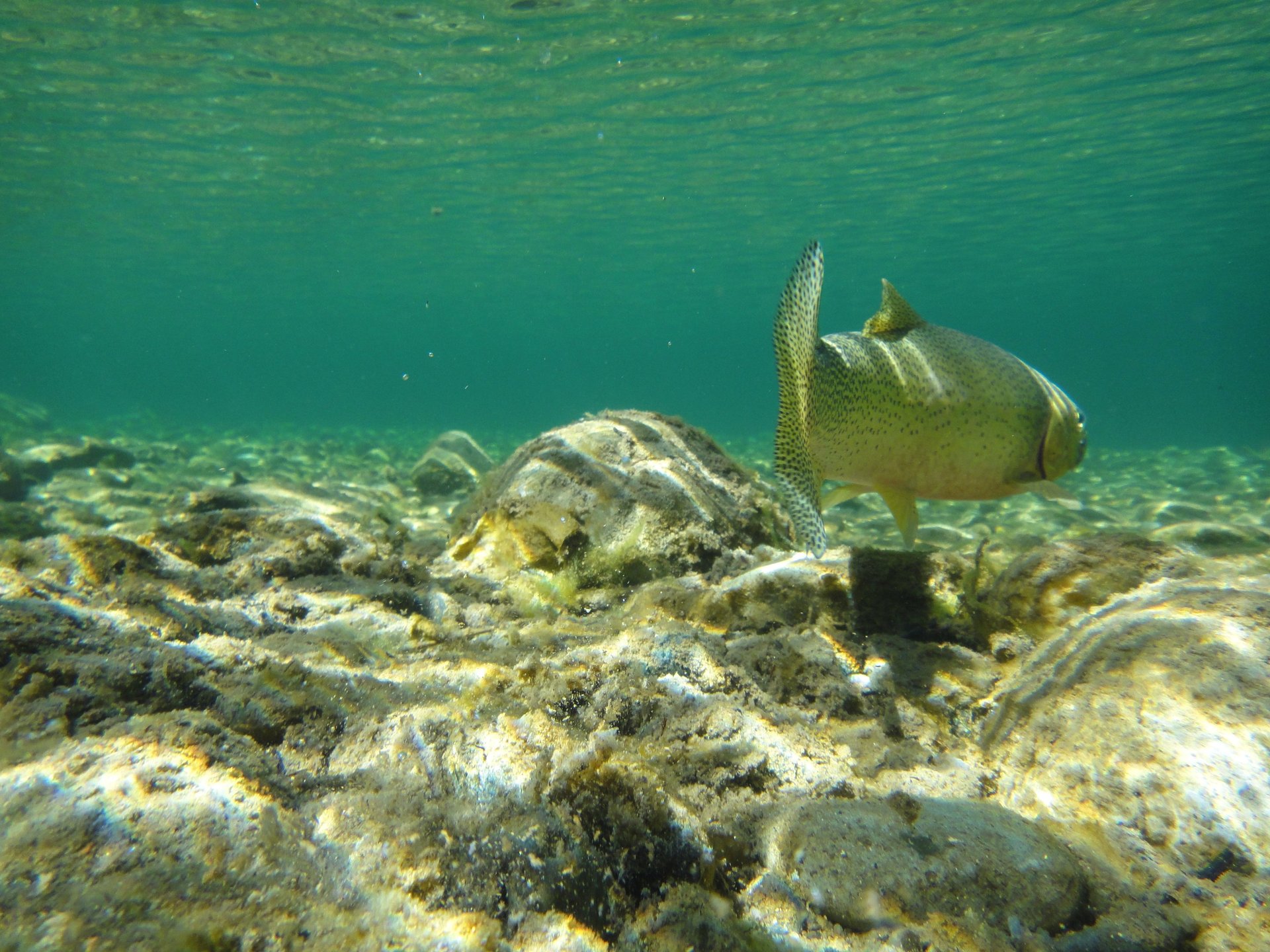 gray computer monitor
