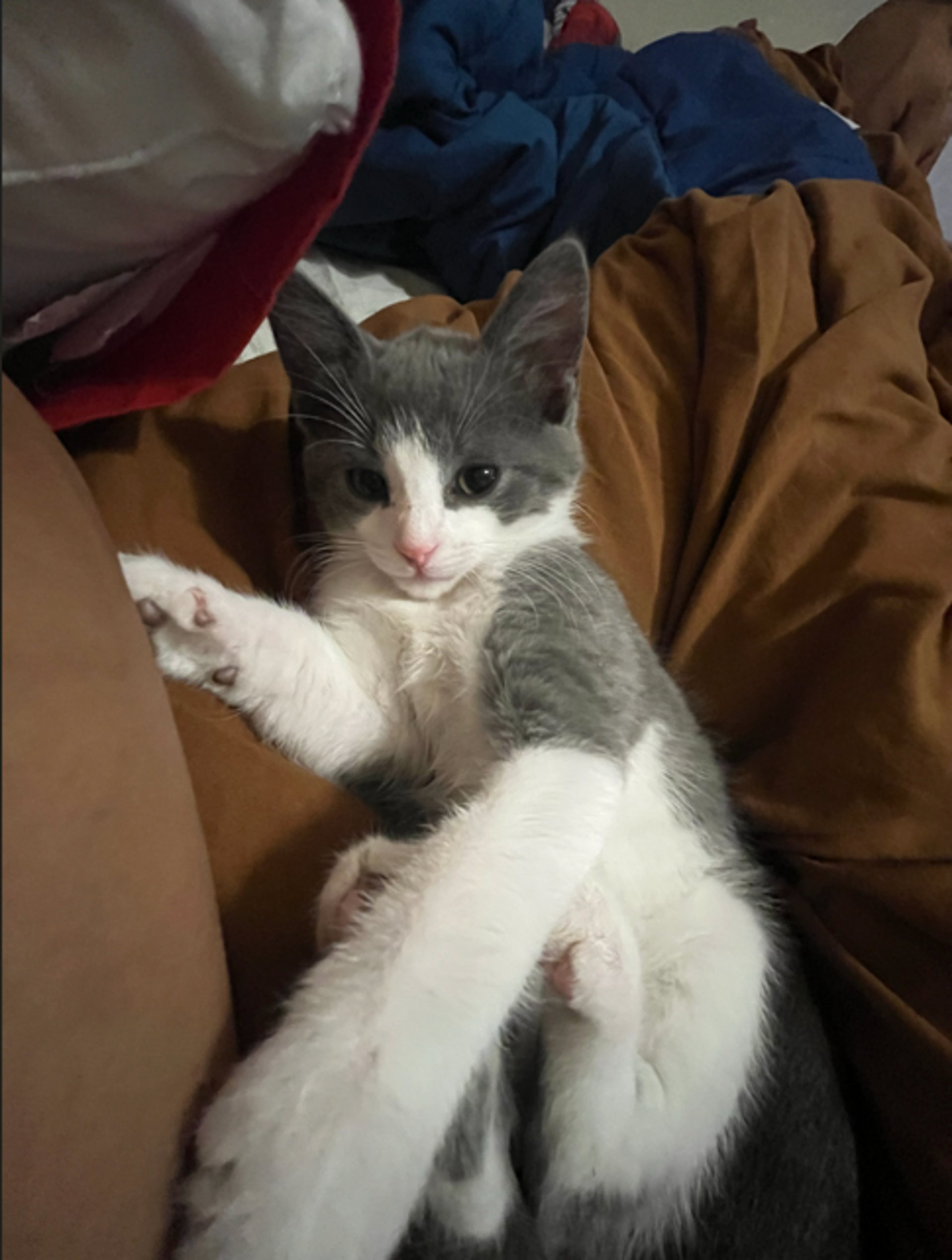 gray computer monitor