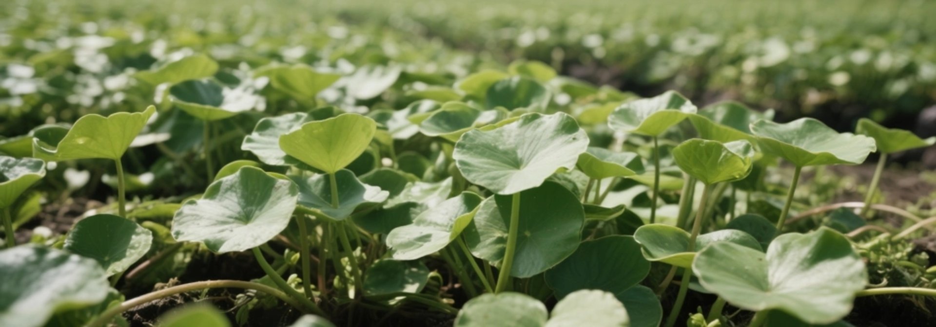 centella asiática produtos de skincare coreana