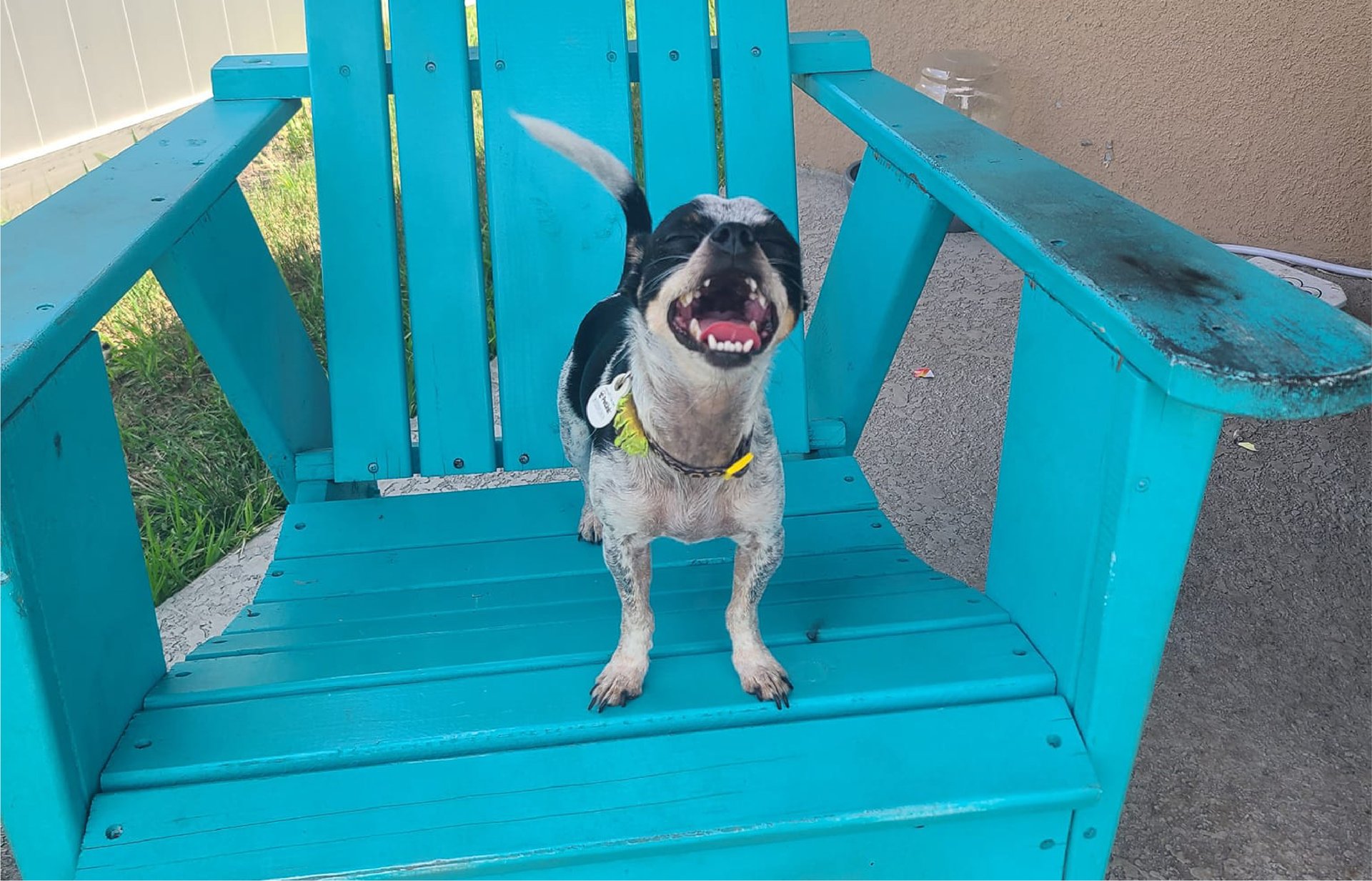 brown chihuahua wearing red and white scarf