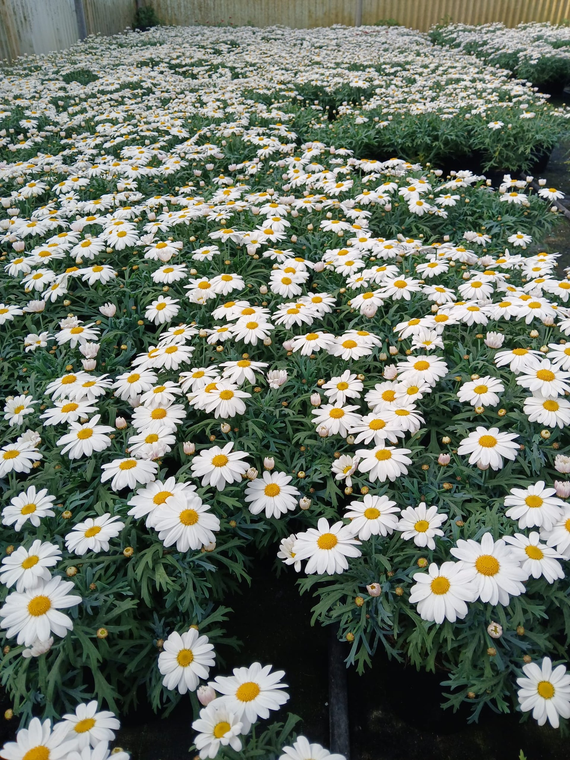 gray computer monitor