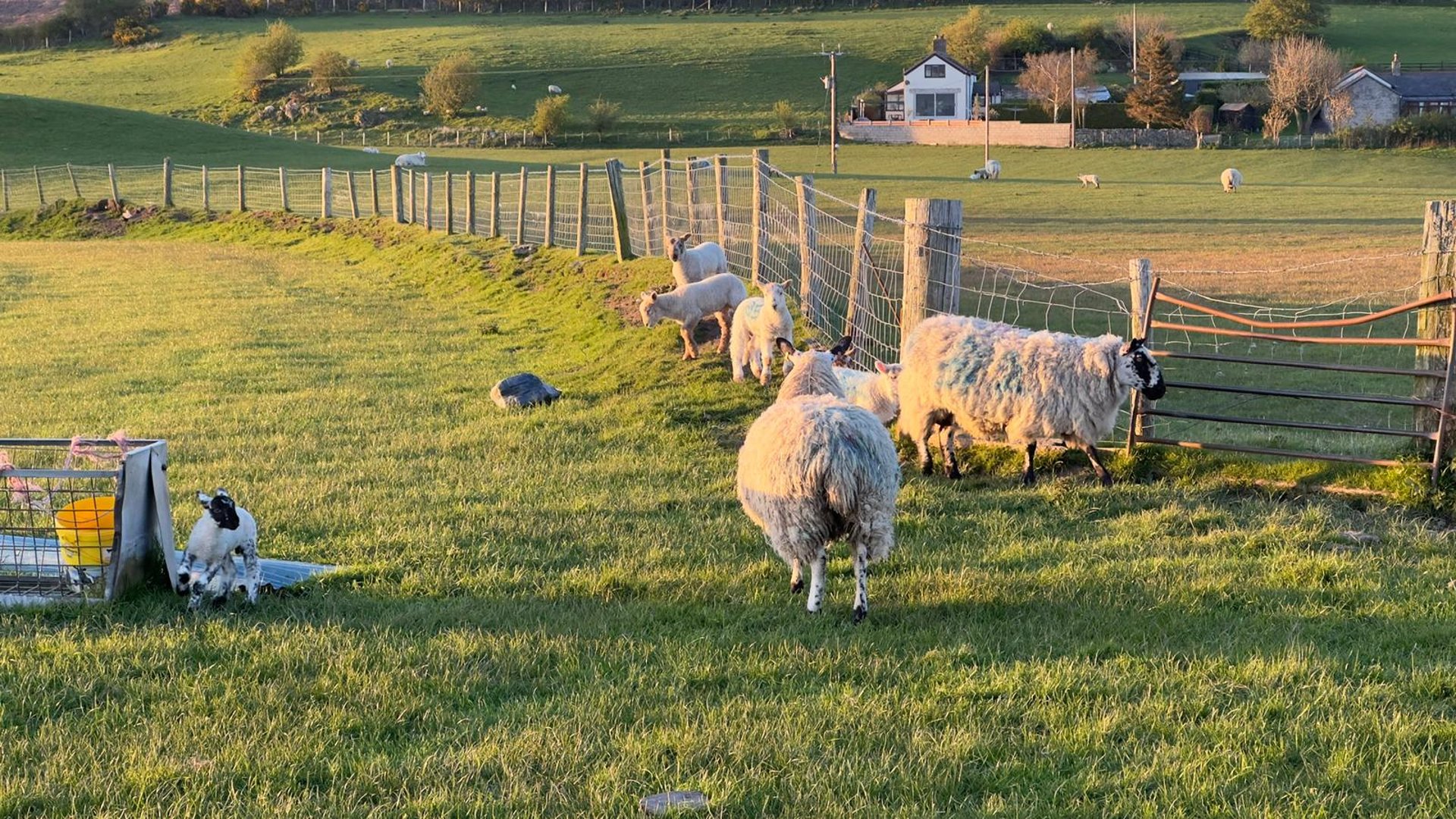 a herd of sheep grazing on a lush green hillside