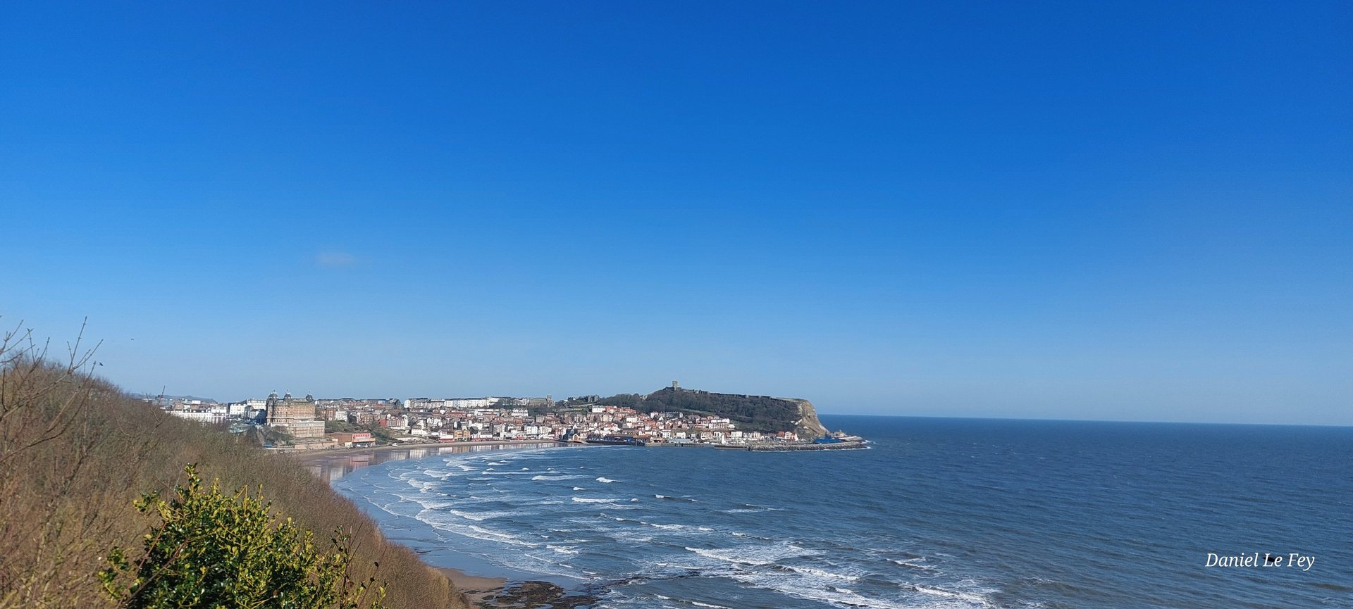 orange petaled flowers