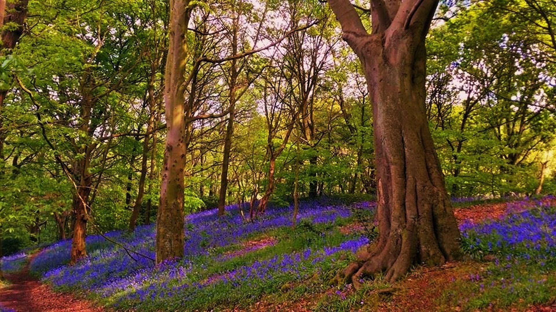 purple petaled flowers near trees