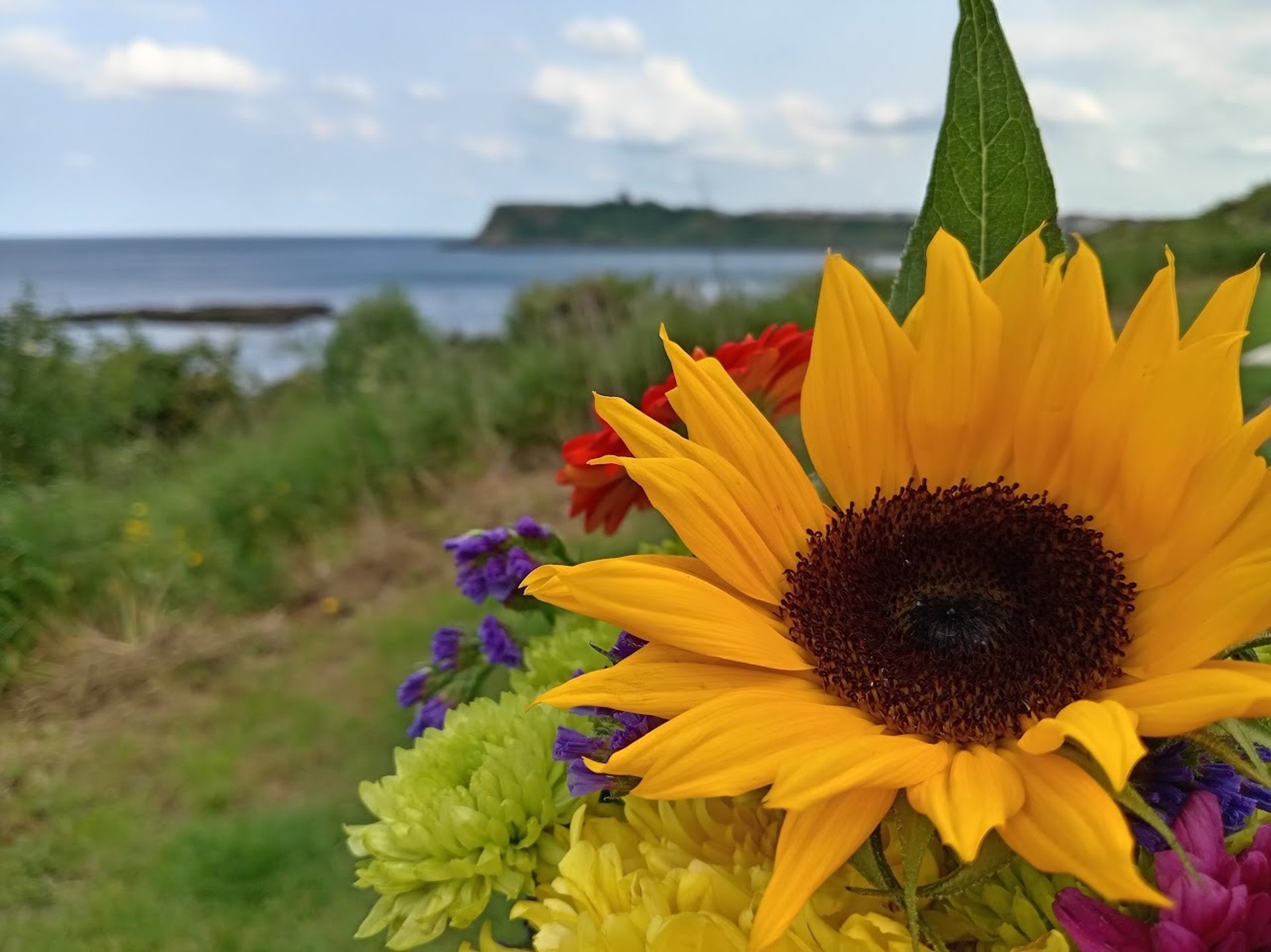 orange petaled flowers