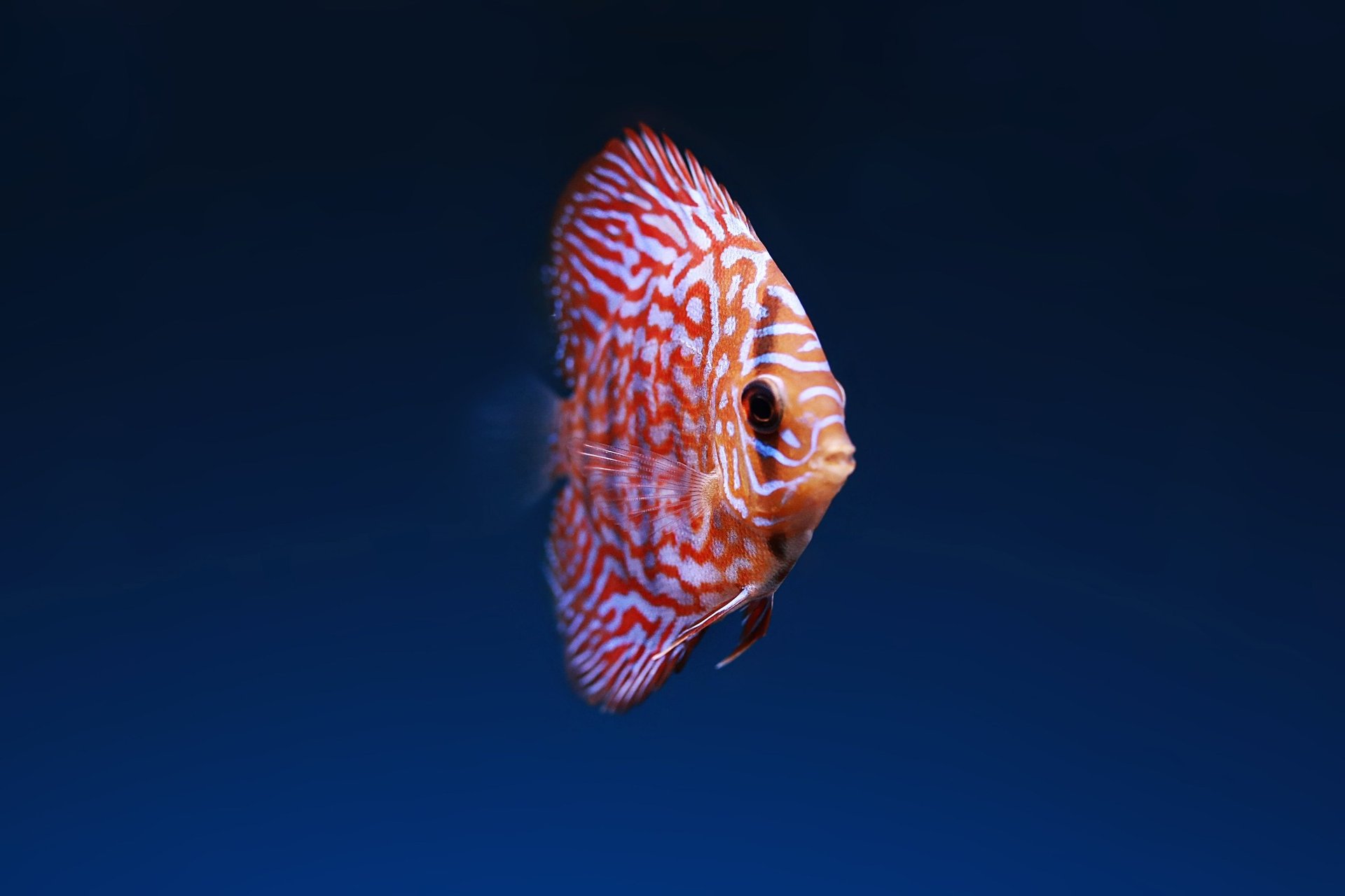 white gold fish