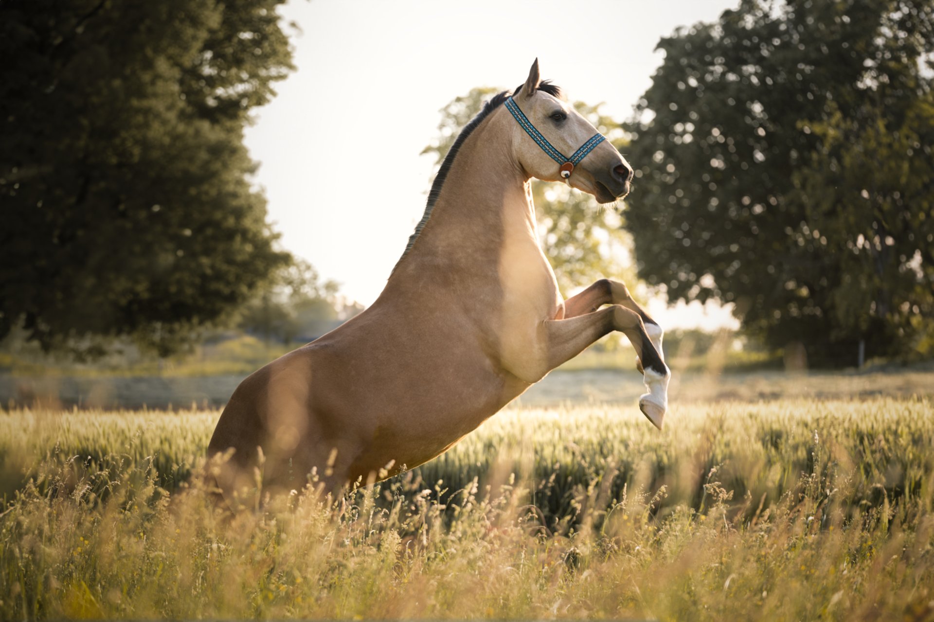 gray computer monitor