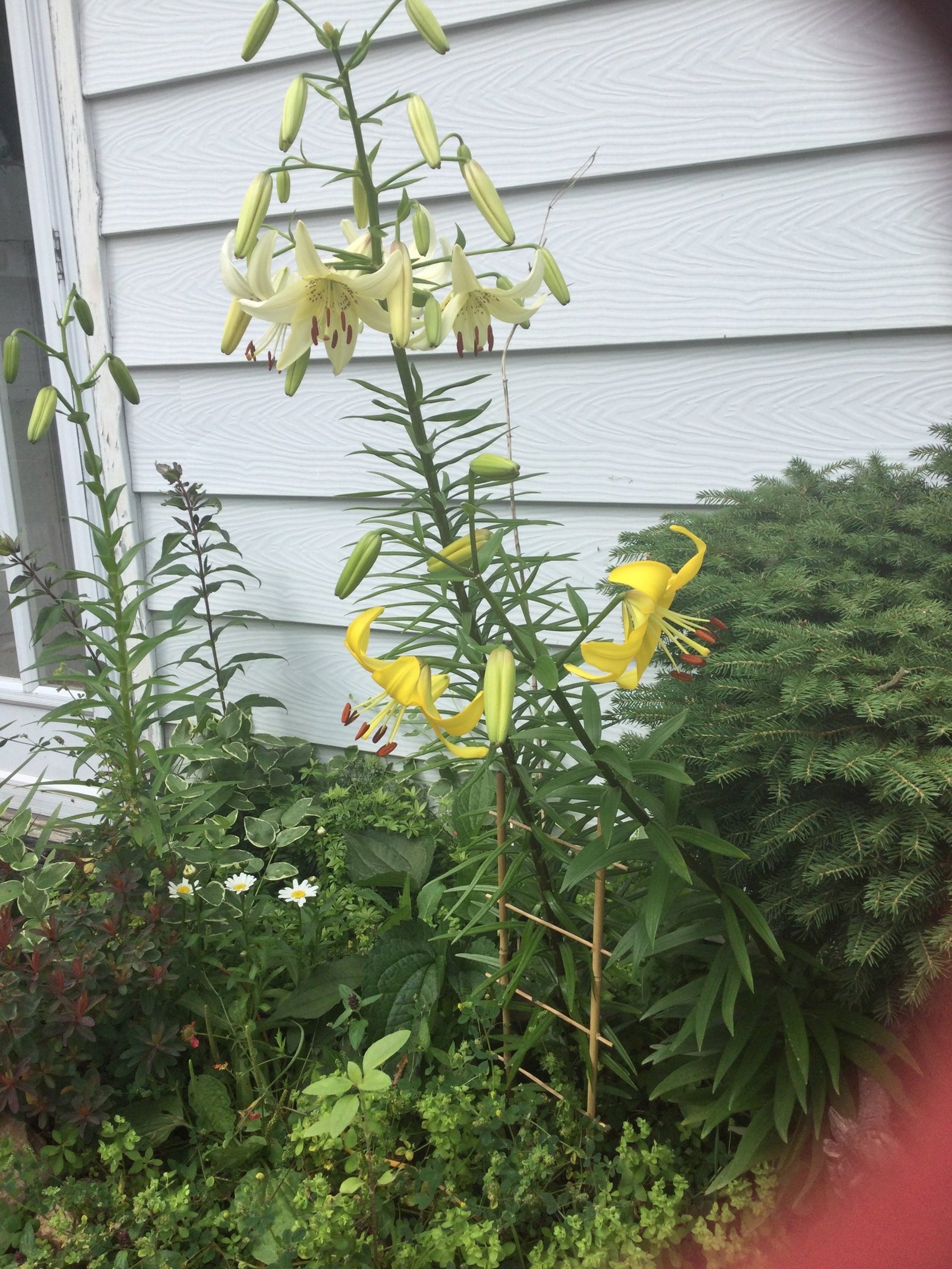 woman wearing yellow long-sleeved dress under white clouds and blue sky during daytime