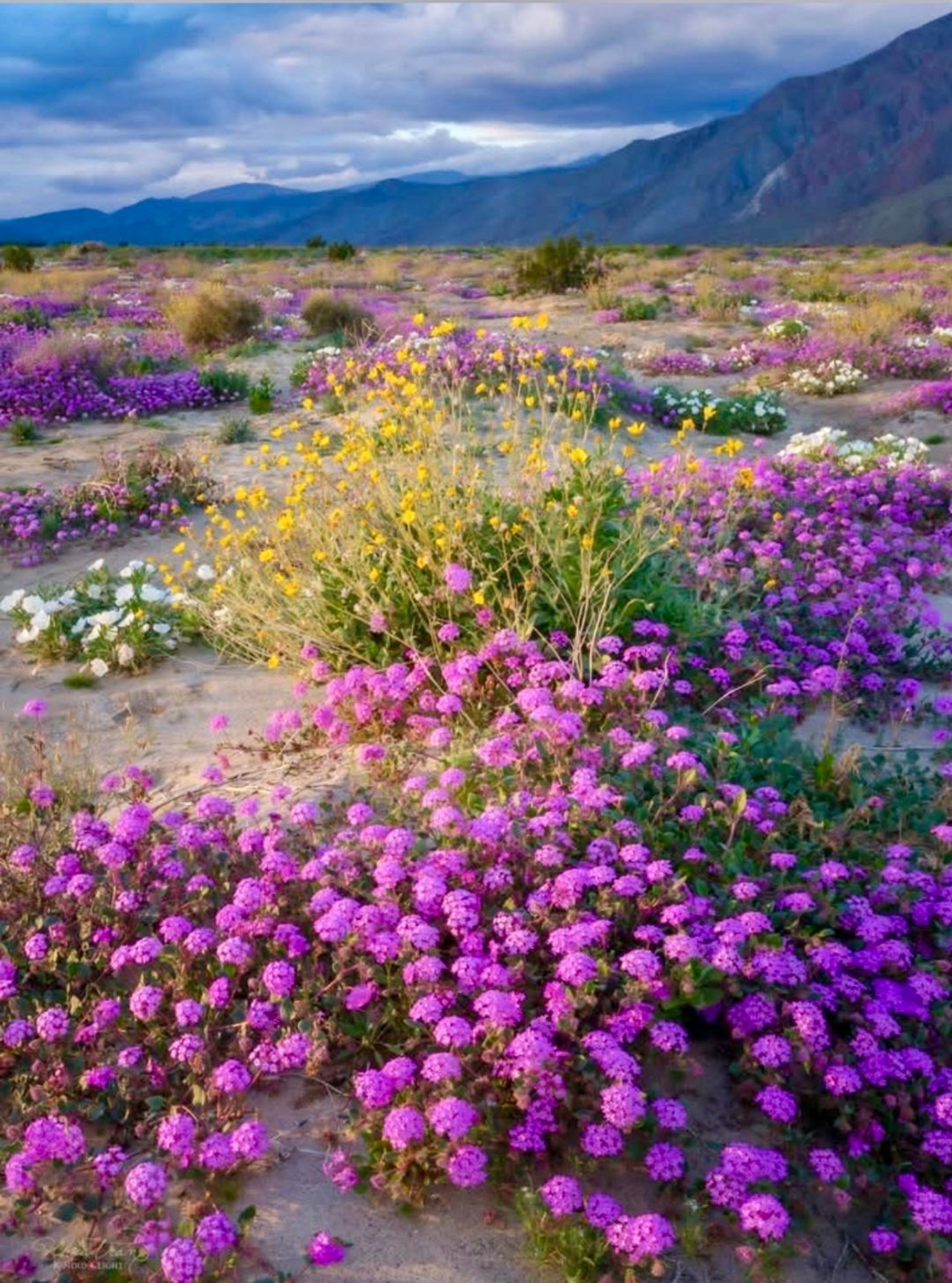 green palm trees near brown concrete building during daytime